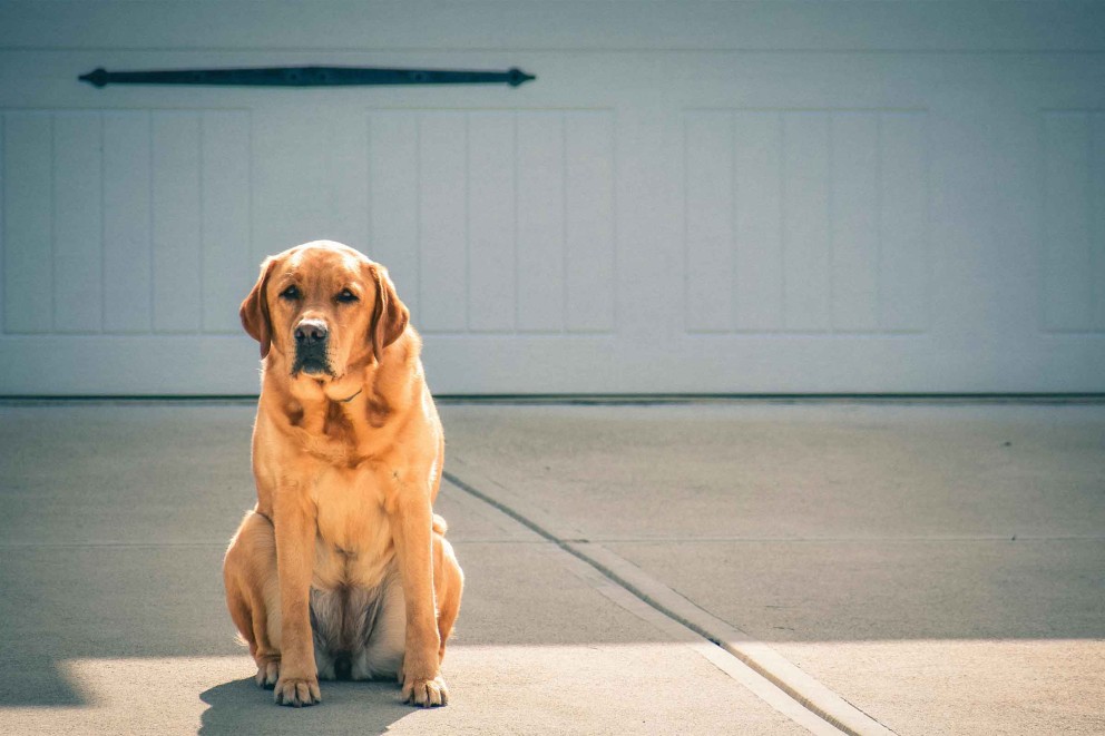 Labrador Retriever 3 Labrador Retriever 3