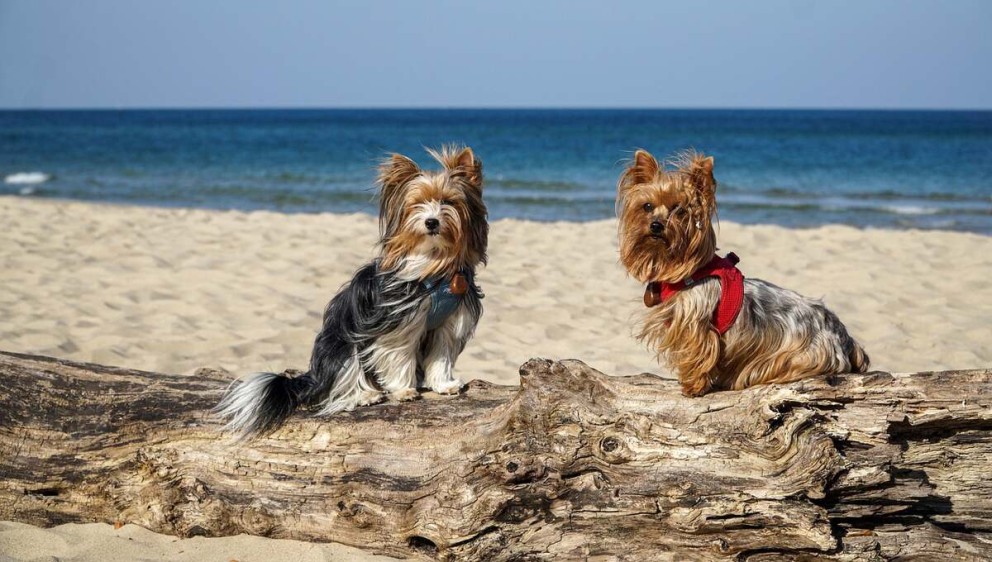 3 Yorkshire Terrier doi caini Yorkshire terrier pe o plaja la mare 3 Yorkshire Terrier doi caini Yorkshire terrier pe o plaja la mare