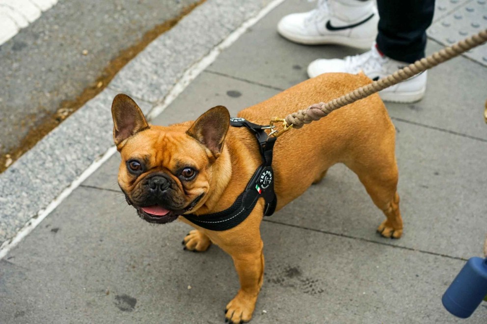 Bulldog Francez 5 Bulldog Francez 5