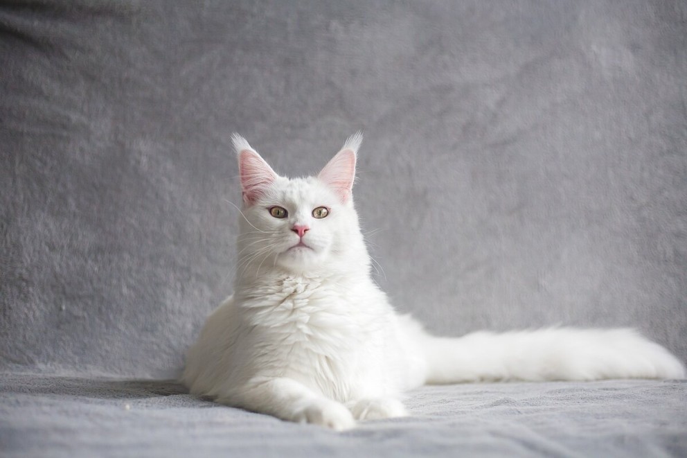 2 Maine Coon o pisica Maine Coon de culoare alba 2 Maine Coon o pisica Maine Coon de culoare alba