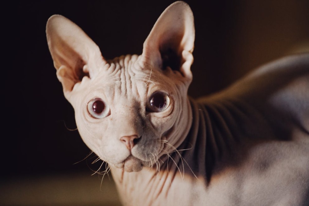 Prim-plan al unei pisici Sphynx