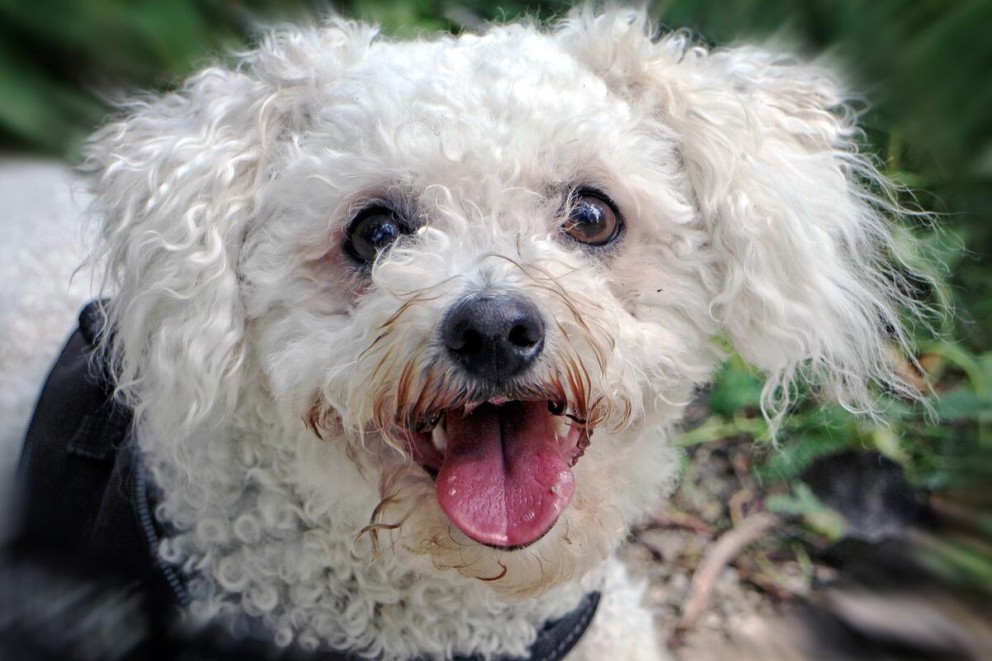 3 Bichon Frise un catel din rasa Bichon Frise cu limba scoasa in prim plan 3 Bichon Frise un catel din rasa Bichon Frise cu limba scoasa in prim plan