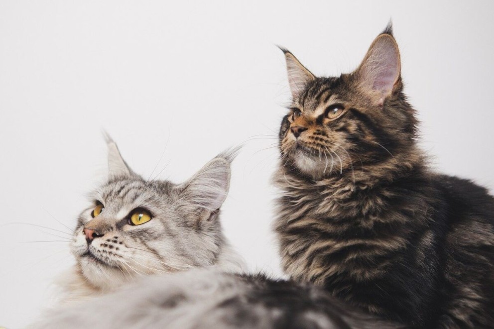 4 Maine Coon doa pisici Maine Coon privind in sus 4 Maine Coon doa pisici Maine Coon privind in sus