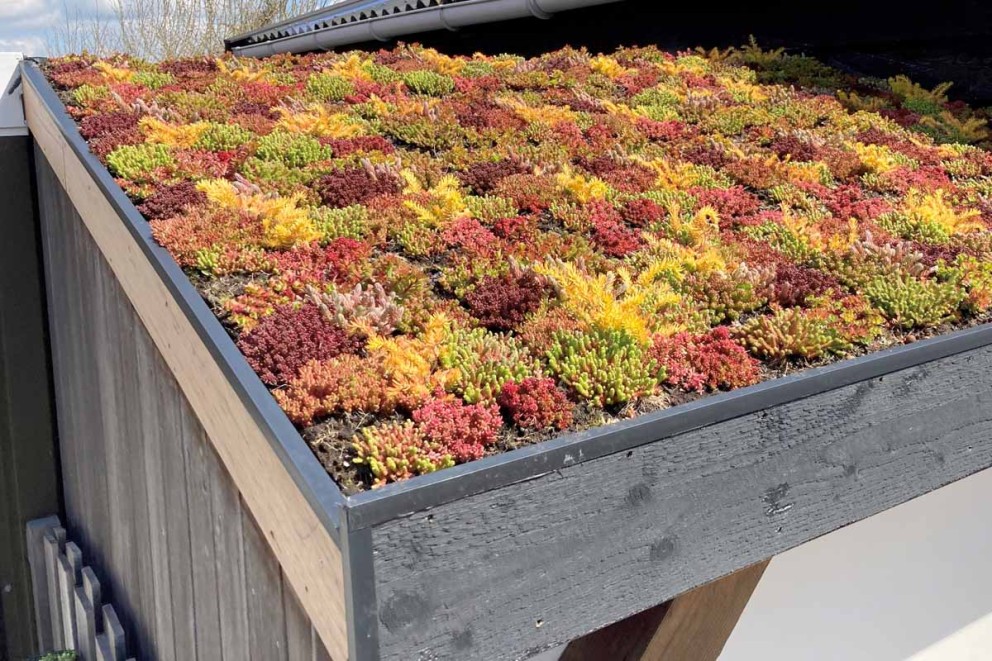Acoperisul verde plante potrivite Acoperisul verde plante potrivite