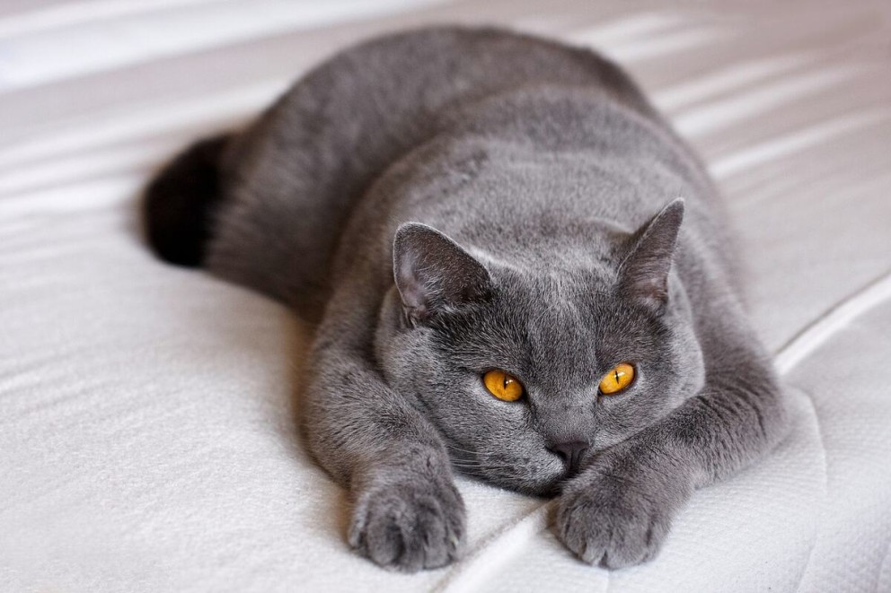 3 British Shorthair o pisica British Shorthair lenevind pe un pat 3 British Shorthair o pisica British Shorthair lenevind pe un pat