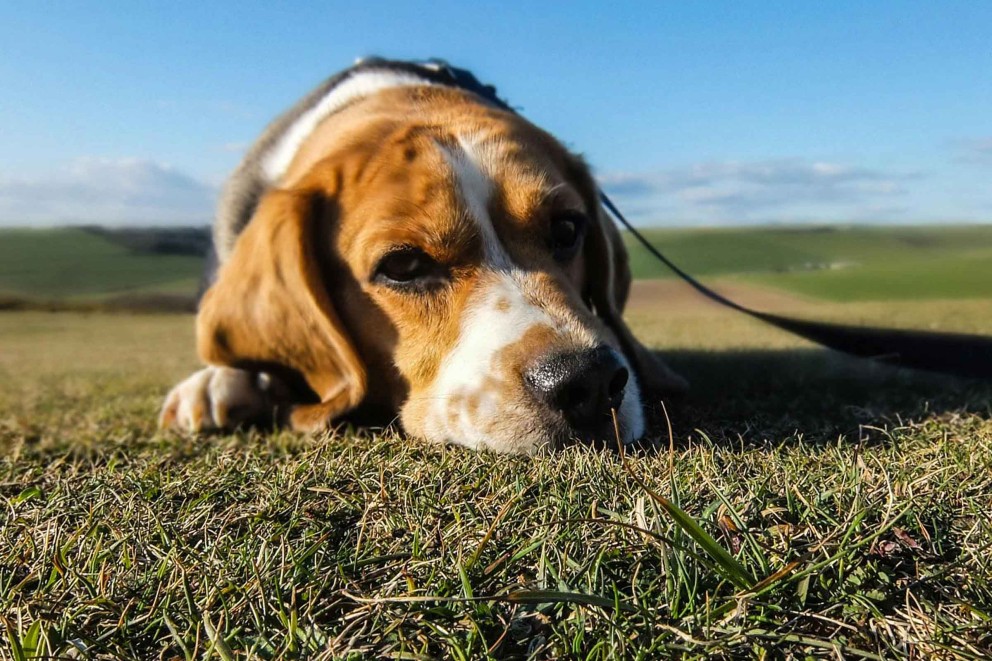 
							Beagle - caracteristici, informații despre nutriție, îngrijire și alte sfaturi esențiale
						