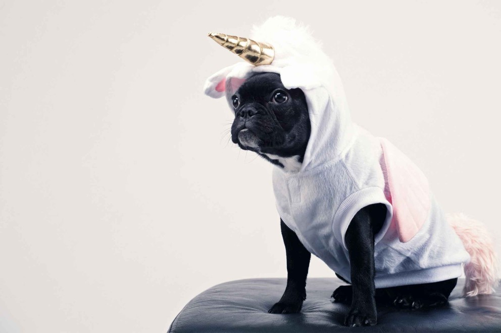 Bulldog Francez 4 Bulldog Francez 4