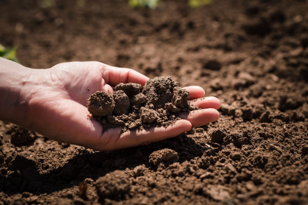 Perioade optime pentru dezinfectarea solului în grădina de legume Perioade optime pentru dezinfectarea solului în grădina de legume