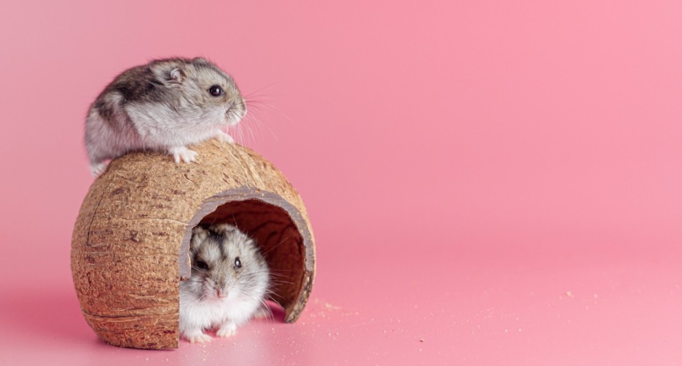 Doi hamsteri cu o casă de hamster din nucă de cocos