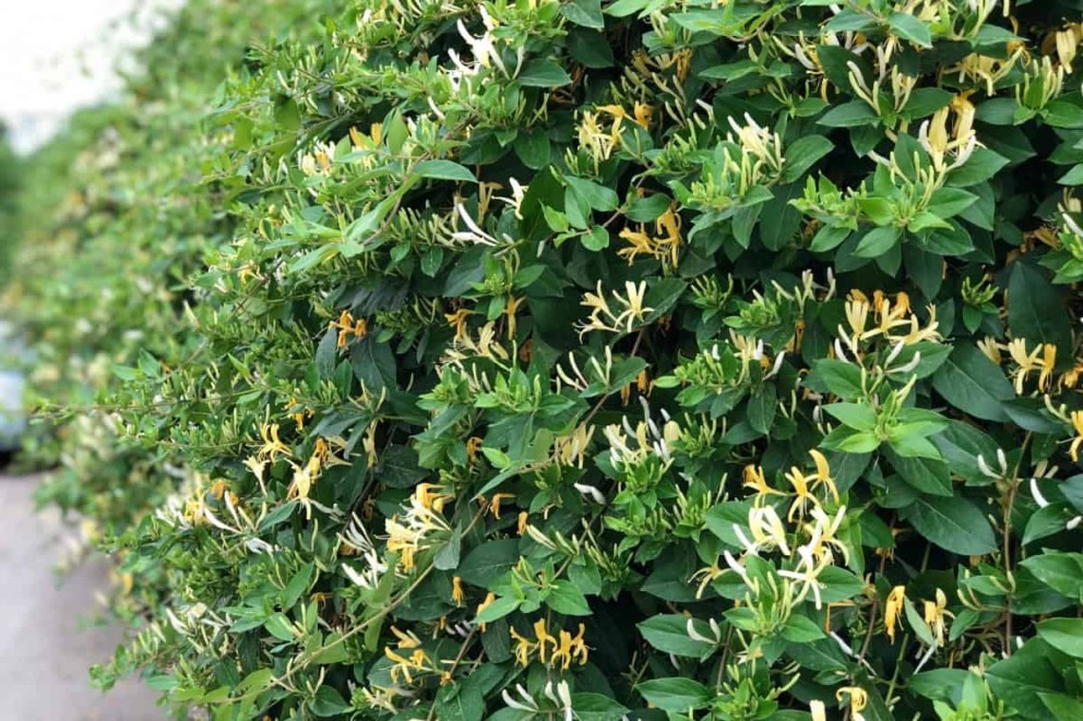Cultivarea și îngrijirea caprifoiului în grădină Cultivarea și îngrijirea caprifoiului în grădină