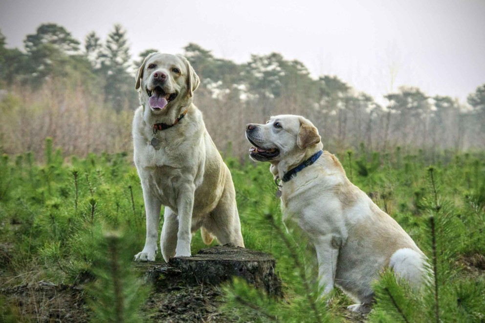 Labrador Retriever 6 Labrador Retriever 6