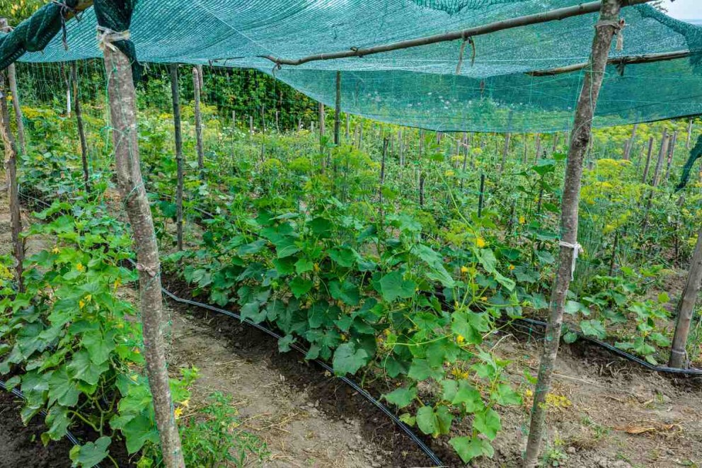 montare plasa umbrire gard plasa de umbrire montata pe araci intr o gradina de legume montare plasa umbrire gard plasa de umbrire montata pe araci intr o gradina de legume