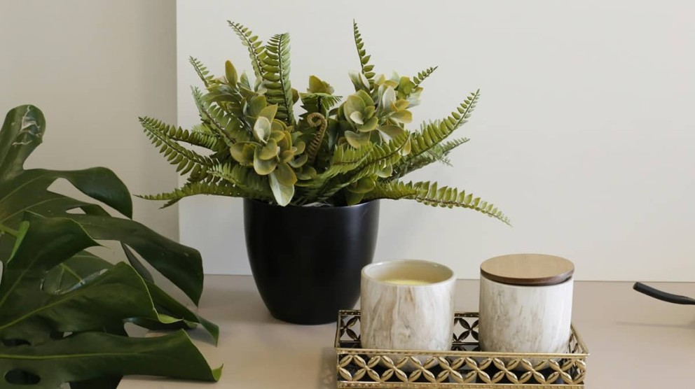 Plante de interior care absorb umiditatea si alegerea lor pentru fiecare incapere Plante de interior care absorb umiditatea si alegerea lor pentru fiecare incapere