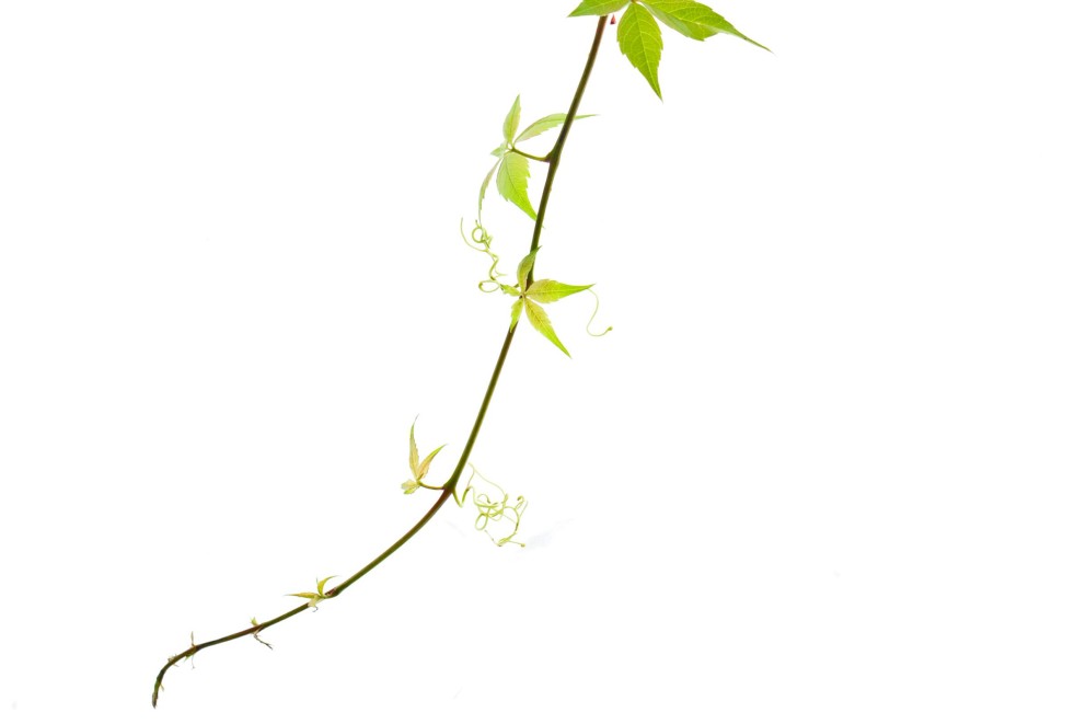 Cultivare vita de vie Cultivare vita de vie