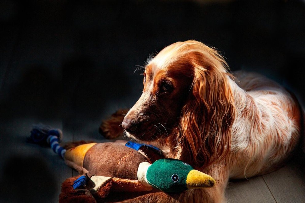 3 Cocker Spaniel un câine rasa Cocker Spaniel cu jucăria preferată 3 Cocker Spaniel un câine rasa Cocker Spaniel cu jucăria preferată