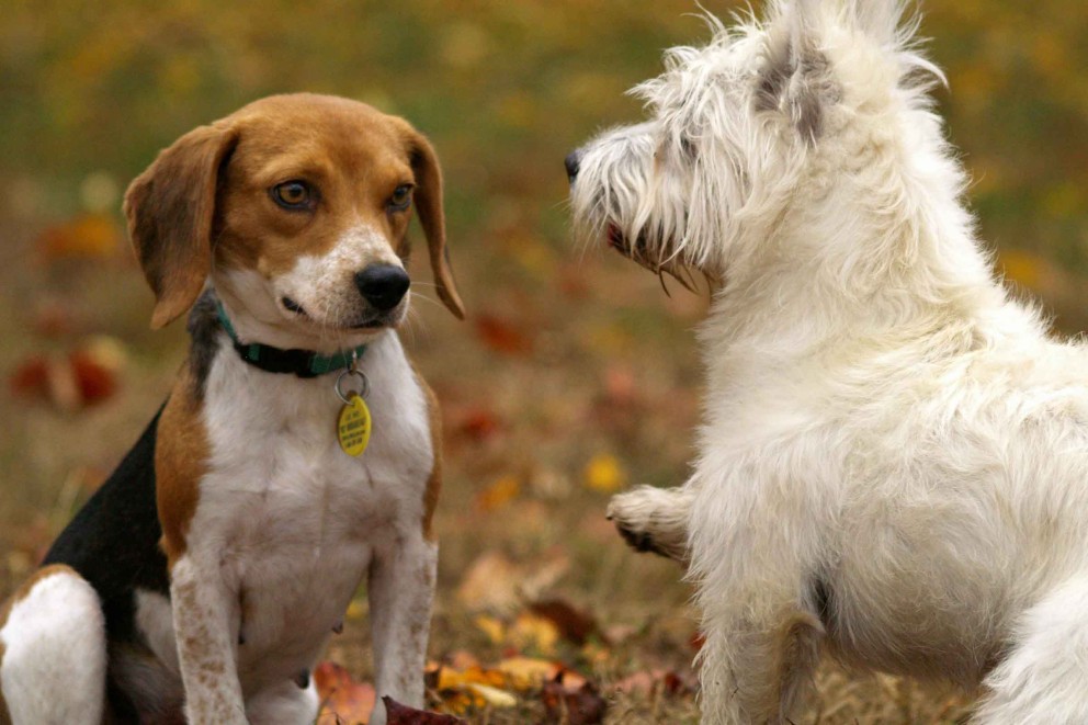 Beagle 3 Beagle 3