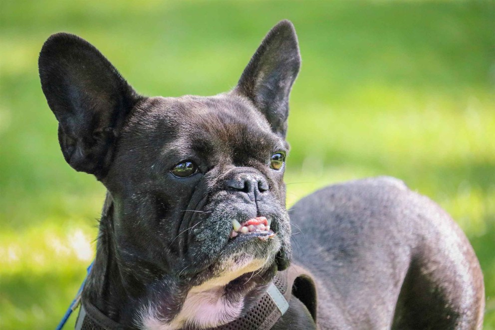 Bulldog Francez 3 Bulldog Francez 3