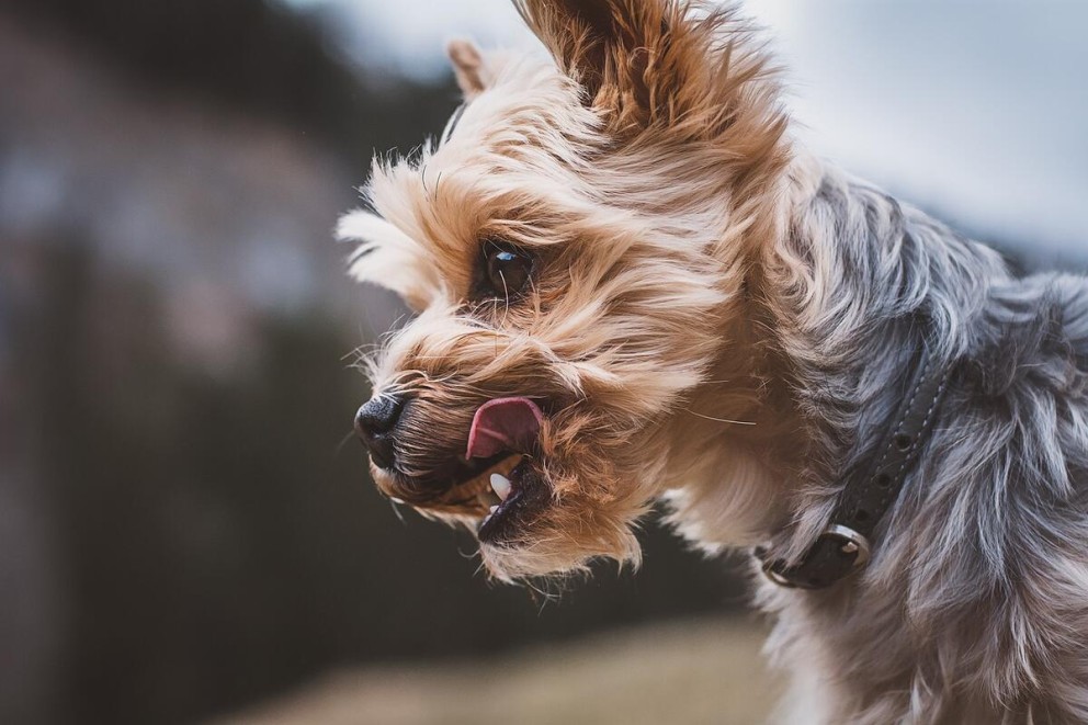 1 Yorkshire Terrier un catel rasa Yourkshire Terrier cu zgarda se linge pe bot 1 Yorkshire Terrier un catel rasa Yourkshire Terrier cu zgarda se linge pe bot