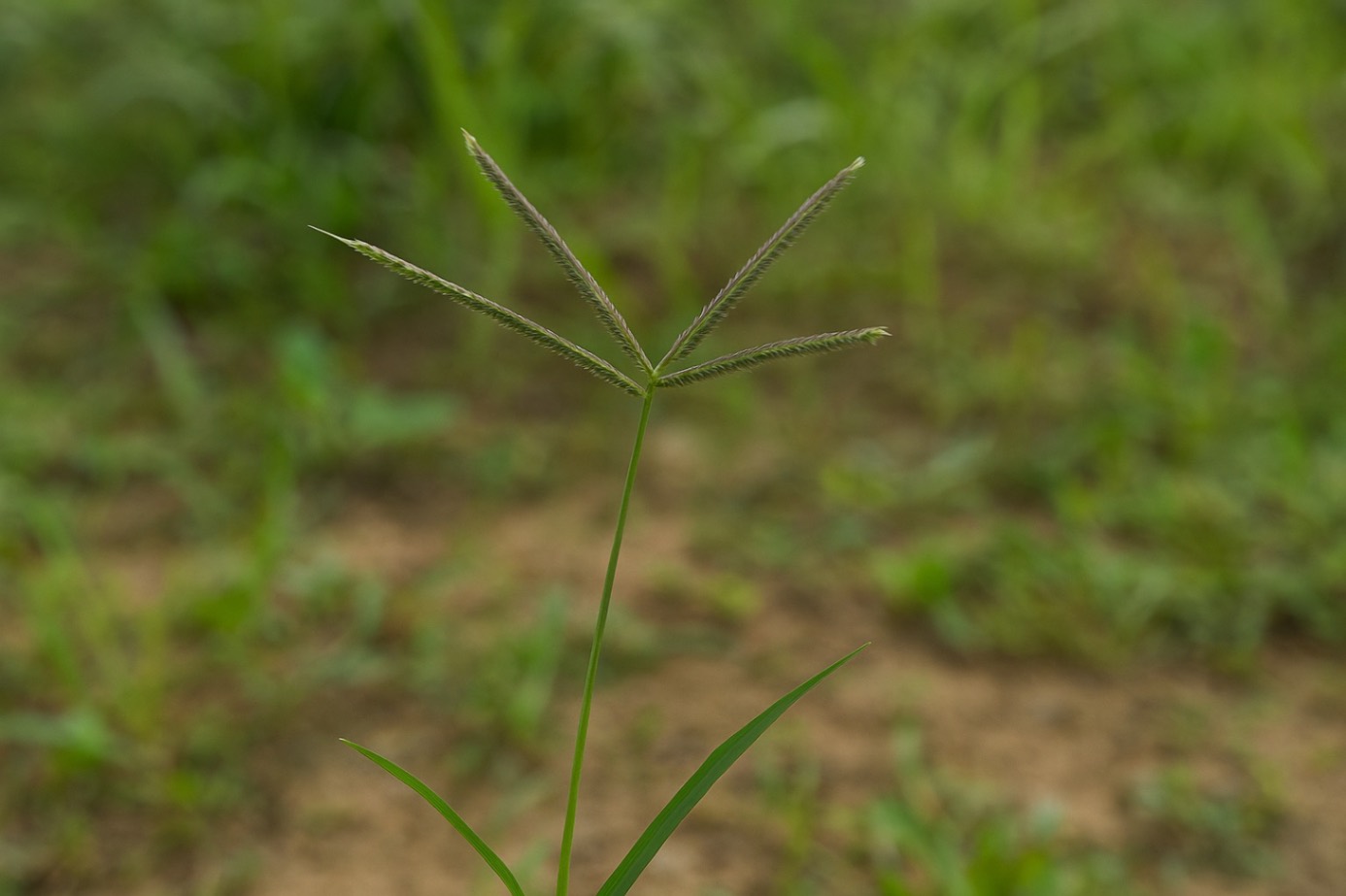 Prim-plan cu o singură plantă de iarba de gazon african.