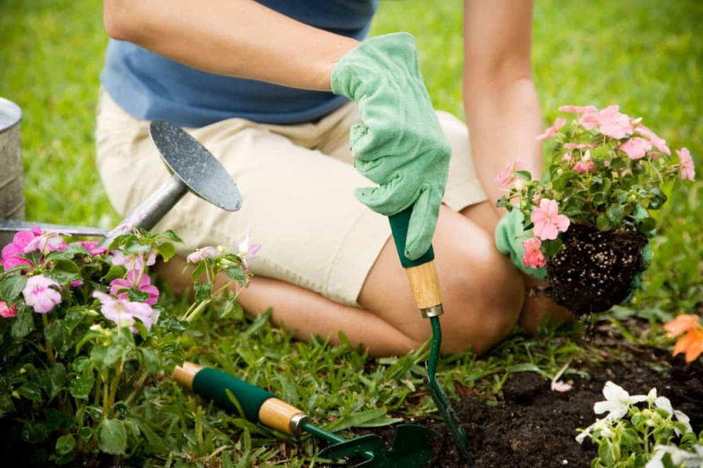 Semințe de flori care se plantează primăvara (1) Semințe de flori care se plantează primăvara (1)