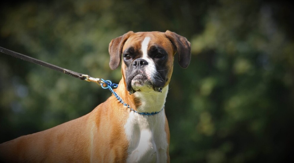2 Boxer un caine de rasa Boxer tinut in lesa 2 Boxer un caine de rasa Boxer tinut in lesa