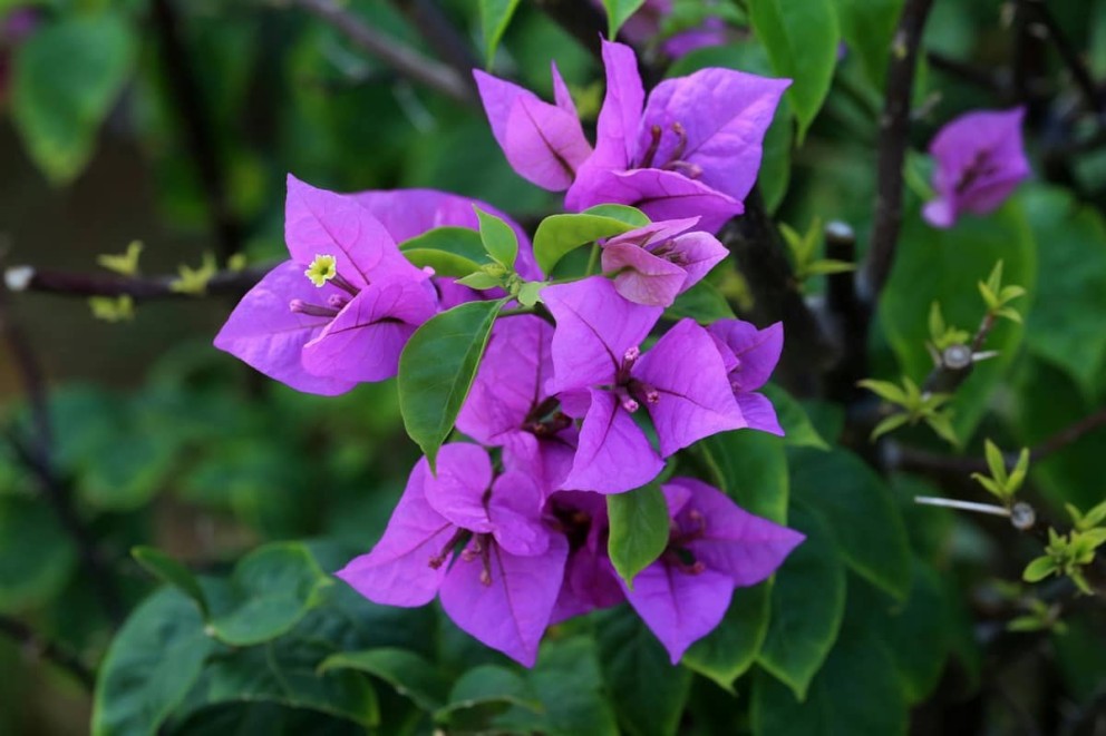 Bougainvillea ingrijirea in ghiveci Bougainvillea ingrijirea in ghiveci