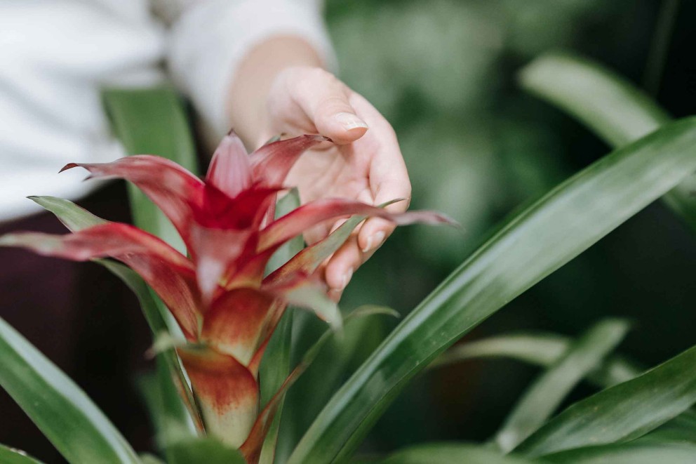Ingrijire Bromelia 2 Ingrijire Bromelia 2