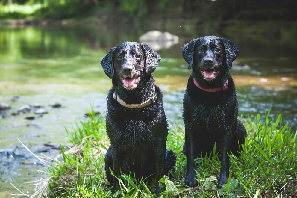 Labrador Retriever 4 Labrador Retriever 4