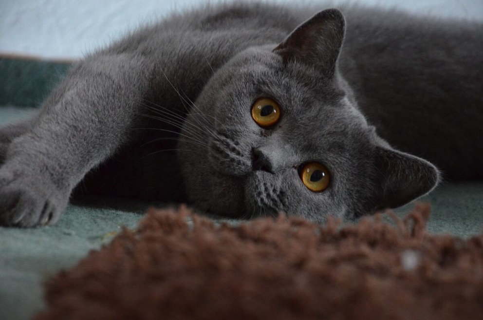 2 British Shorthair o pisica British Shorthair alintandu se pe un pat 2 British Shorthair o pisica British Shorthair alintandu se pe un pat