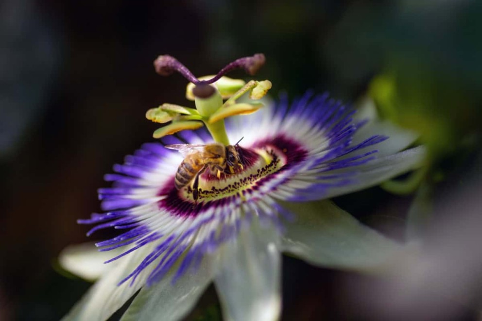 Îngrijirea florii patimilor Îngrijirea florii patimilor