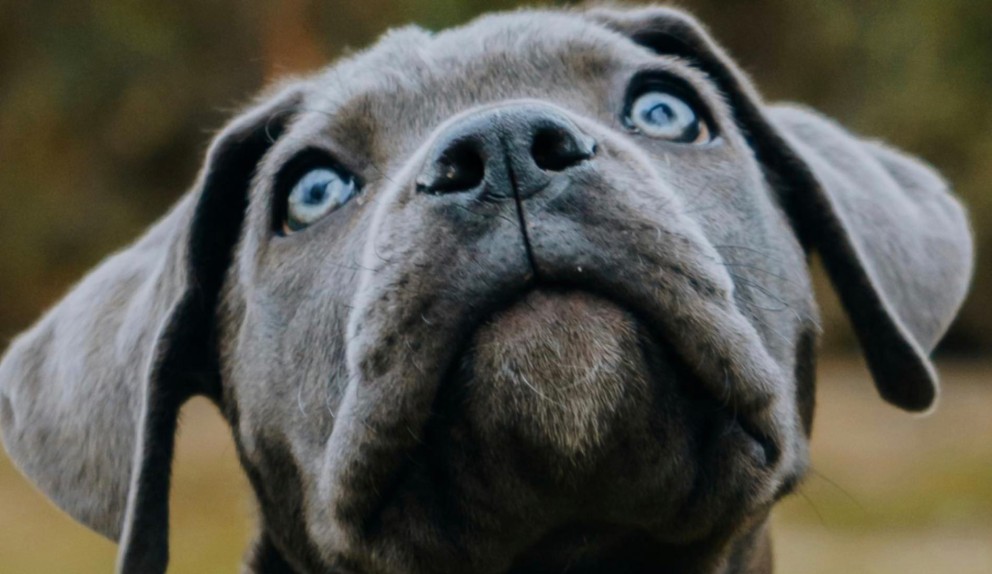 Prim-plan al unui câine Cane Corso