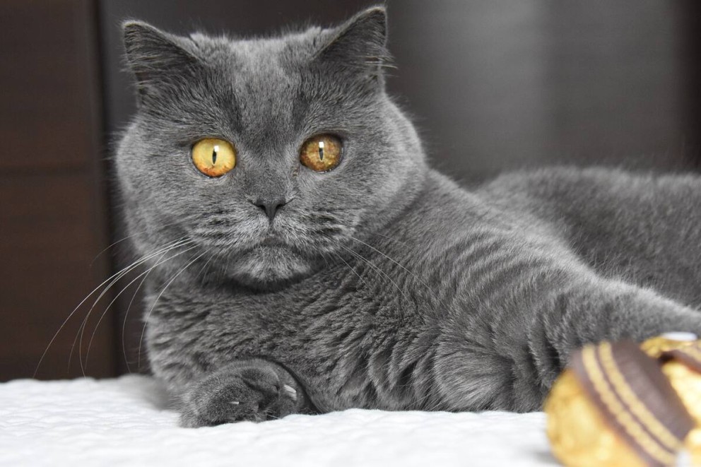 1 British Shorthair o pisica British Shorthair culcata e un pata alaturi de niste bomboane 1 British Shorthair o pisica British Shorthair culcata e un pata alaturi de niste bomboane