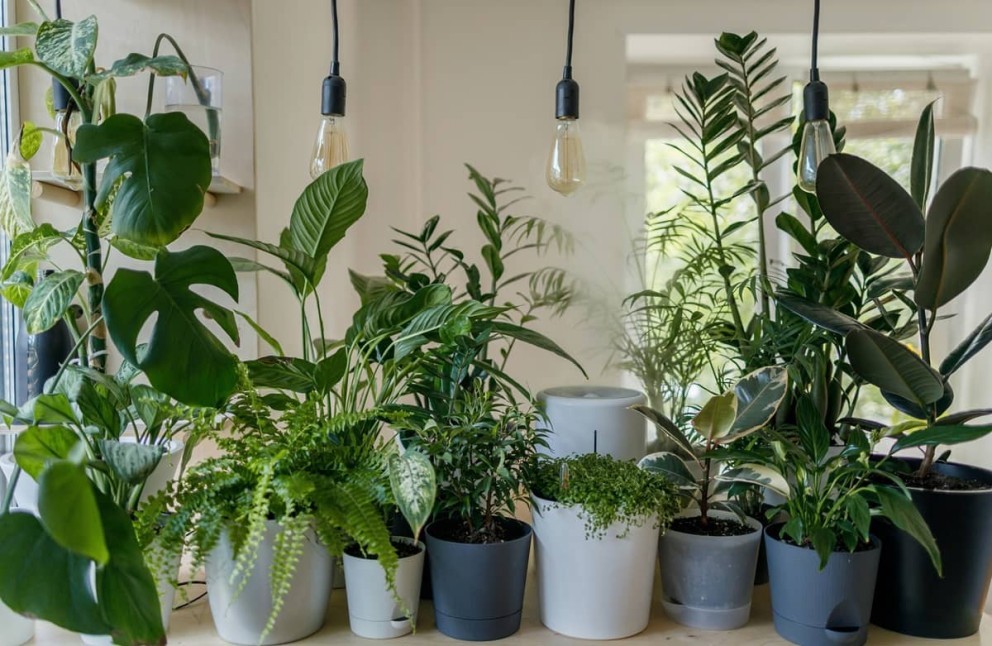 Plante de camera care absorb umiditatea Plante de camera care absorb umiditatea