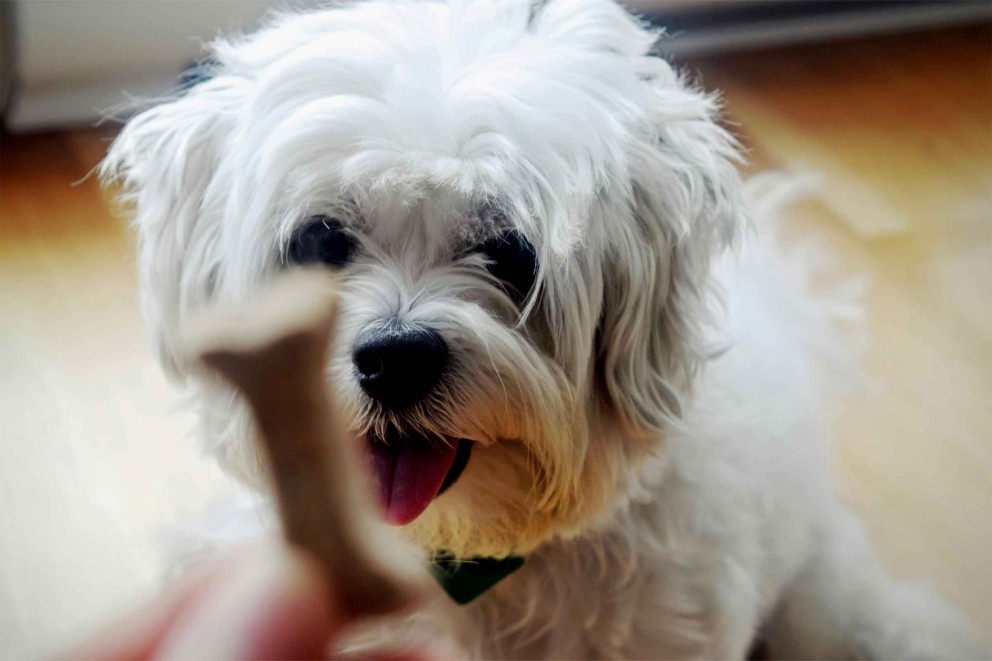 Bichon maltez 1 Bichon maltez 1