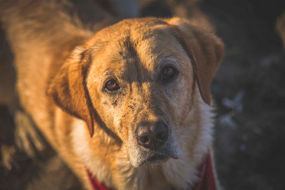 Labrador Retriever - totul despre acest câine loial și energic + diferențele dintre labradorii maro, albi, negri, cafenii și galbeni