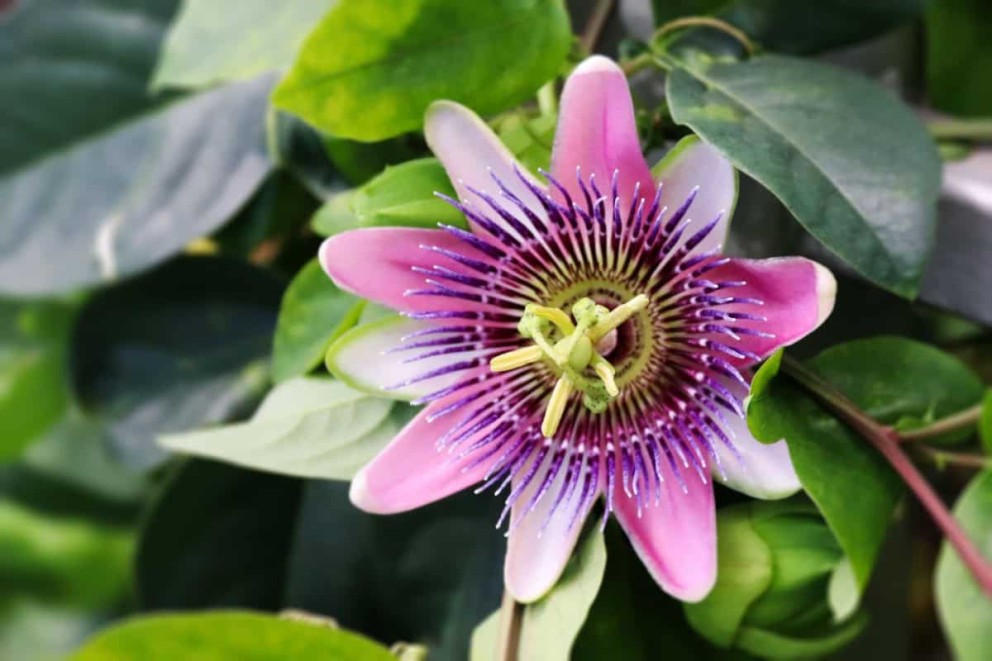 Specii și varietăți populare de Passiflora Specii și varietăți populare de Passiflora