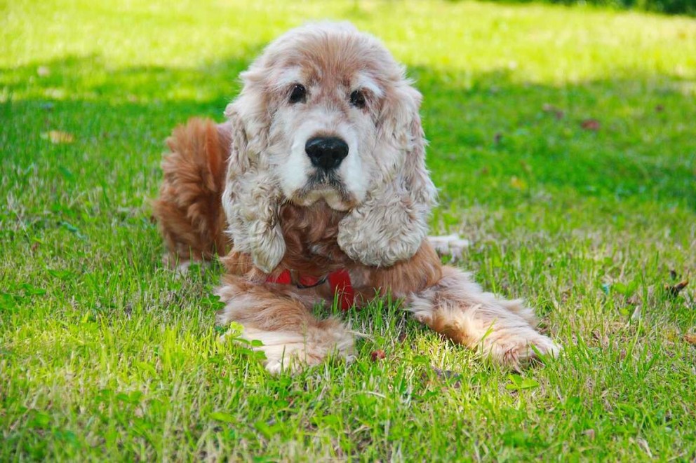 2 Cocker Spaniel un cățel Cocker Spaniel culcat pe o pajiste verde 2 Cocker Spaniel un cățel Cocker Spaniel culcat pe o pajiste verde