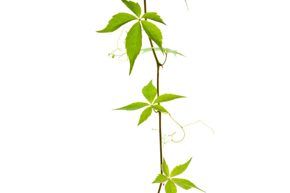 Cultivare vita de vie 2 Cultivare vita de vie 2