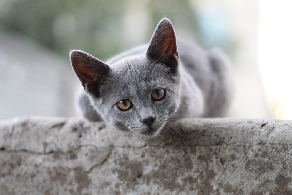 Pisica British Shorthair adult sau pui - tot ce trebuie să știți despre această rasă felină