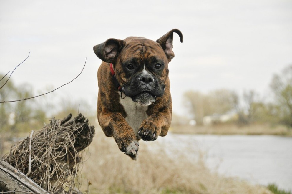 3 Boxer un caine de rasa Boxer in alergare sarind peste un obstacol 3 Boxer un caine de rasa Boxer in alergare sarind peste un obstacol