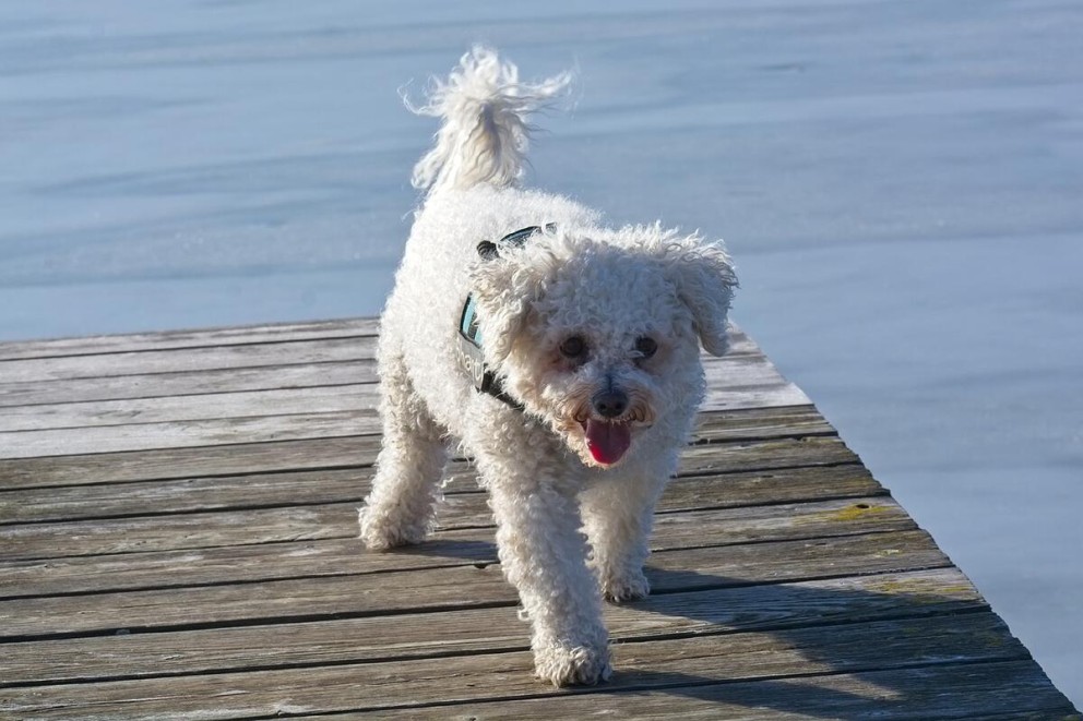 Cățelul Bichon Frise - tot ce trebuie să știți despre această rasă adorabilă