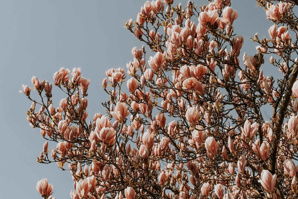 Magnolie ghid complet 4 Magnolie ghid complet 4