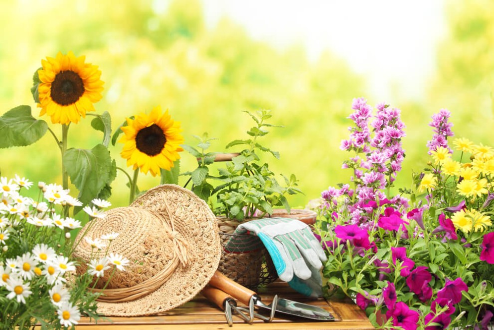 De la vară la toamnă planificarea unei grădini sublime cu flori care țin toată vara De la vară la toamnă planificarea unei grădini sublime cu flori care țin toată vara