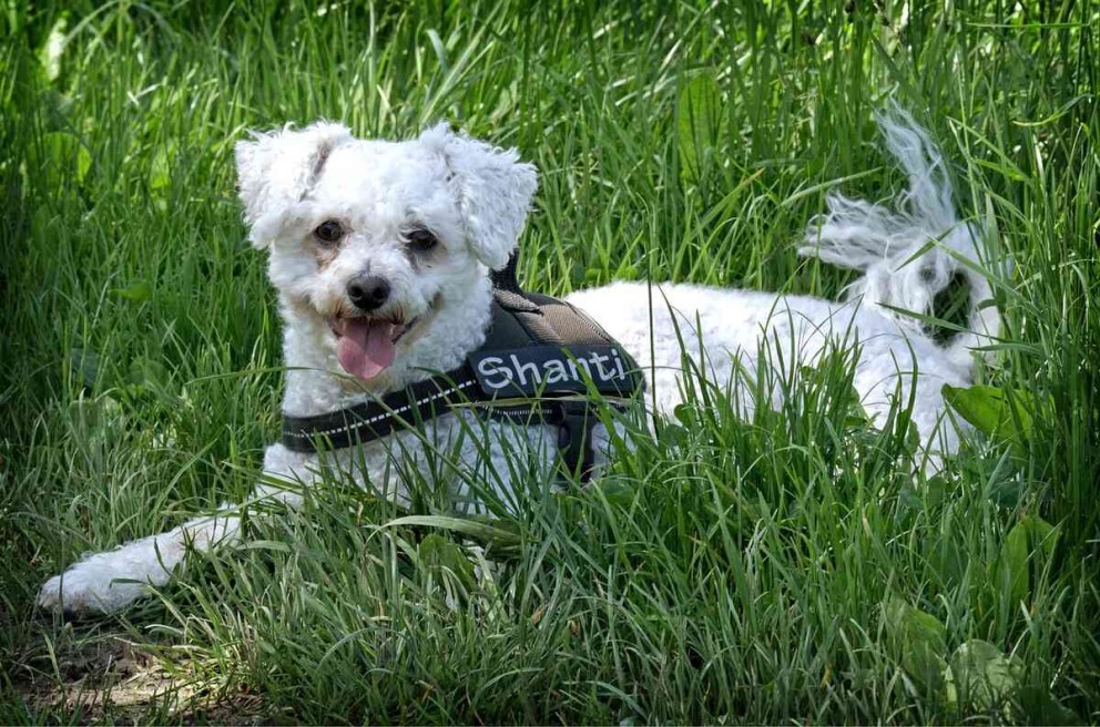4 Bichon Frise un catel din rasa Bichon Frise stand intins pe iarba 4 Bichon Frise un catel din rasa Bichon Frise stand intins pe iarba