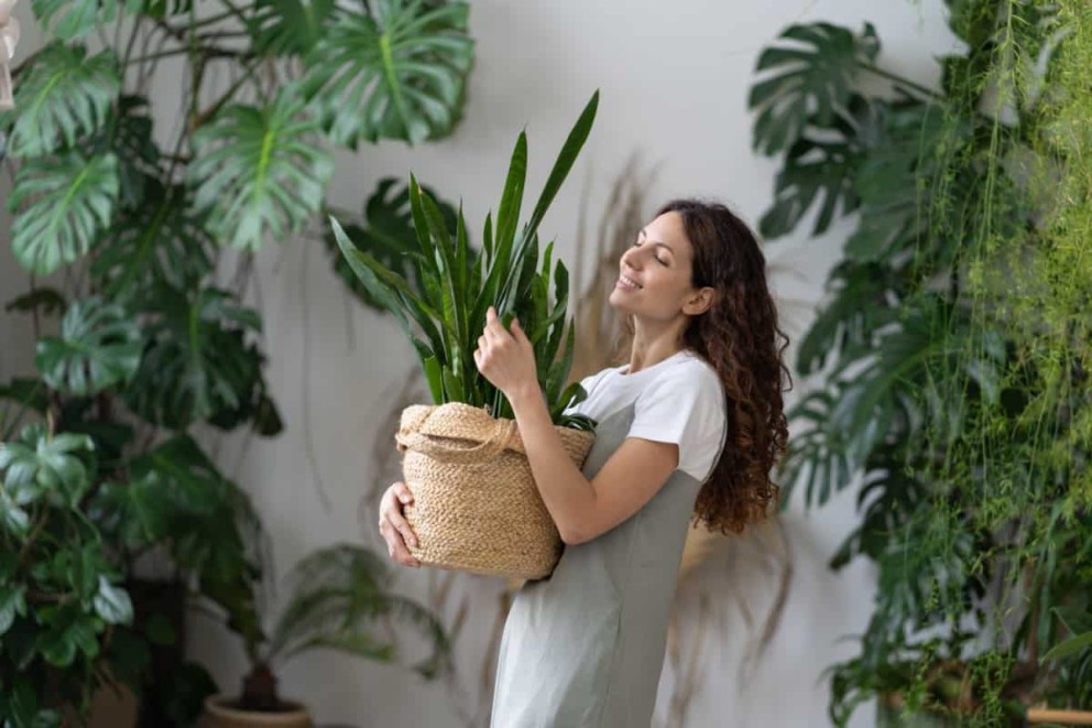 Îngrijirea corectă a plantei limba soacrei Îngrijirea corectă a plantei limba soacrei
