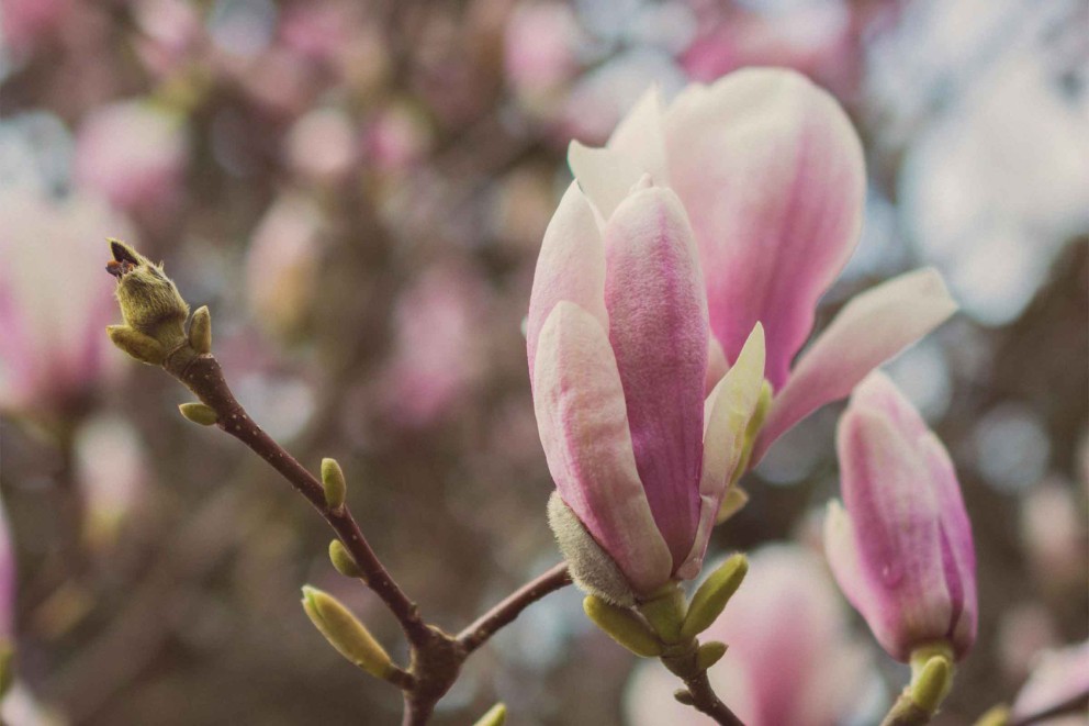 Magnolie ghid complet 2 Magnolie ghid complet 2