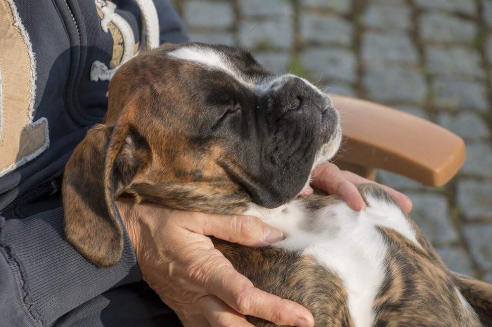 4 Boxer un caine de rasa Boxer stand pe spate cu ochii inchisi in bratele stapanului sau 4 Boxer un caine de rasa Boxer stand pe spate cu ochii inchisi in bratele stapanului sau