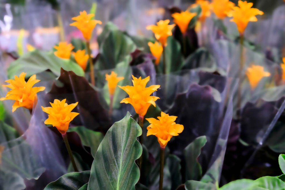 Înflorirea Calatheei cum să obții flori spectaculoase? Înflorirea Calatheei cum să obții flori spectaculoase?
