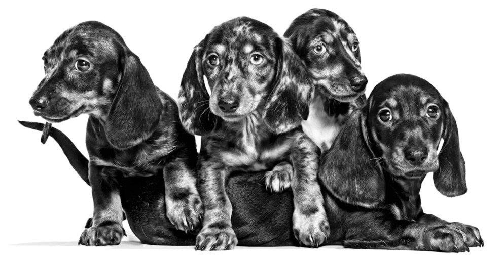 dachshund mother puppy Royal Canin dachshund mother puppy Royal Canin