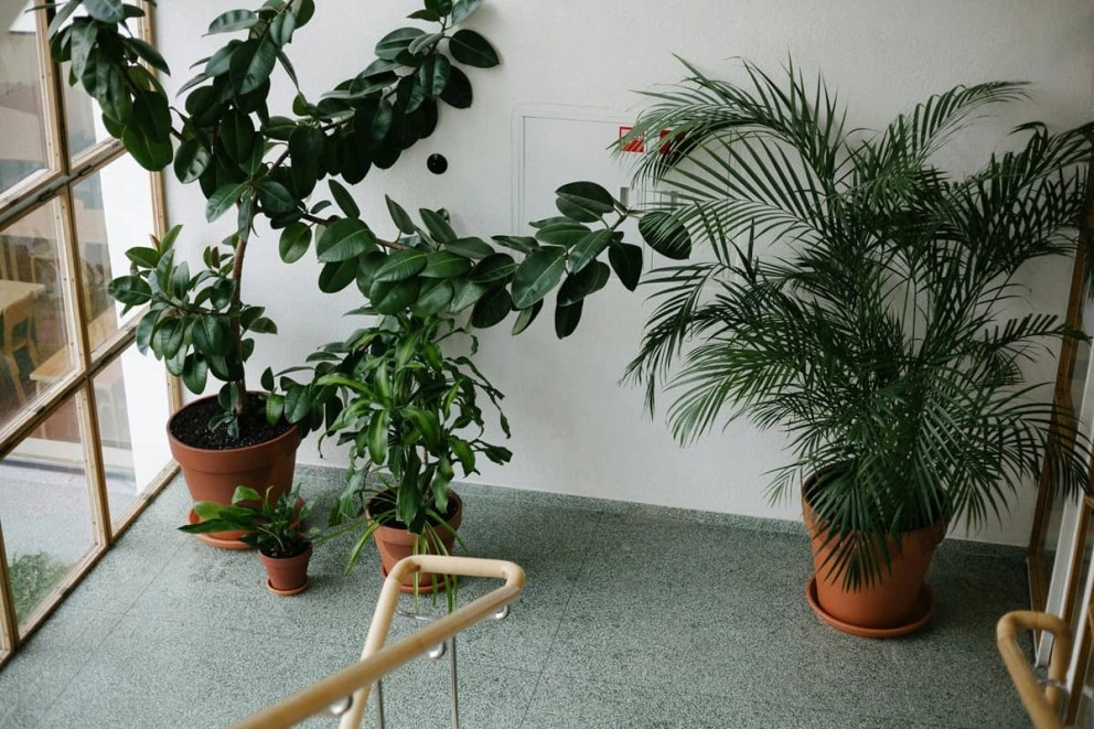 Plante care absorb umiditatea speciile care iubesc umezeala Plante care absorb umiditatea speciile care iubesc umezeala